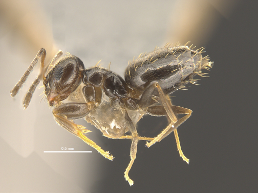首次在香港發現的新螞蟻品種Brachymyrmex patagonicus 在美國是廣爲人知的害蟲 (照片來源：香港大學）